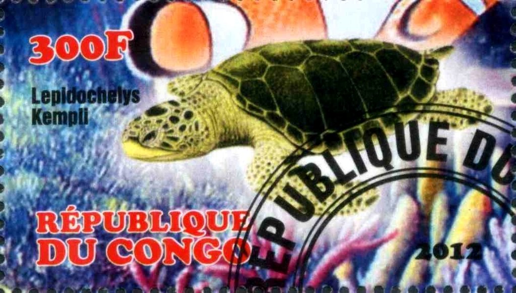 Lepidochelys Kempii