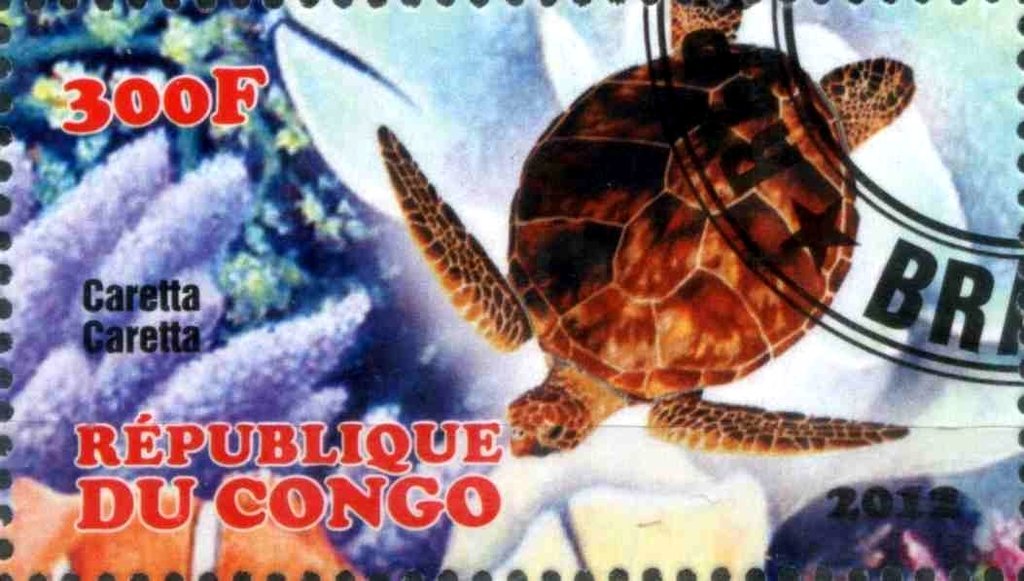 Caretta Caretta