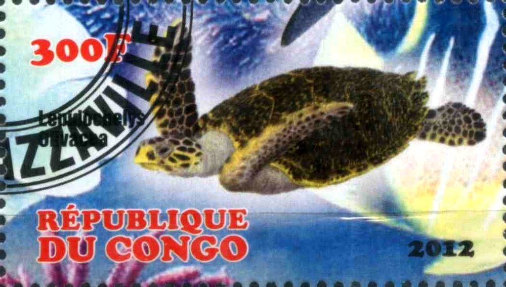 Lepidochelys Olivacea