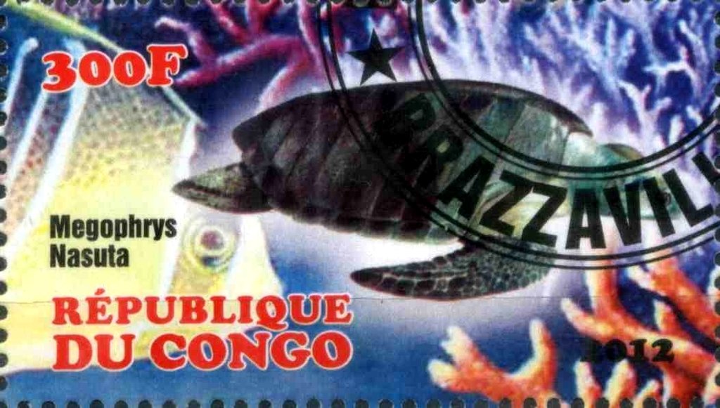 Megophrys Nasuta