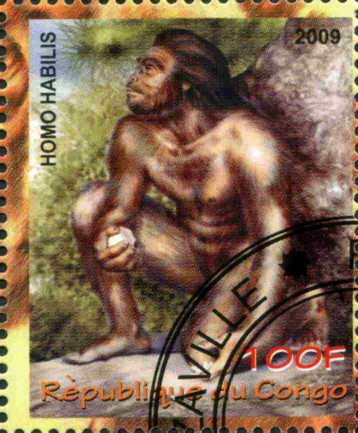 Homo Habilis