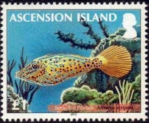 Stamp, Broomtail Filefish (Aluterus scriptus) , Ascension Island,  , Animals (Fauna), Fishes, Sea Life