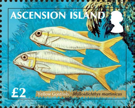 Yellow Goatfish (Mulloidichthys martinicus)
