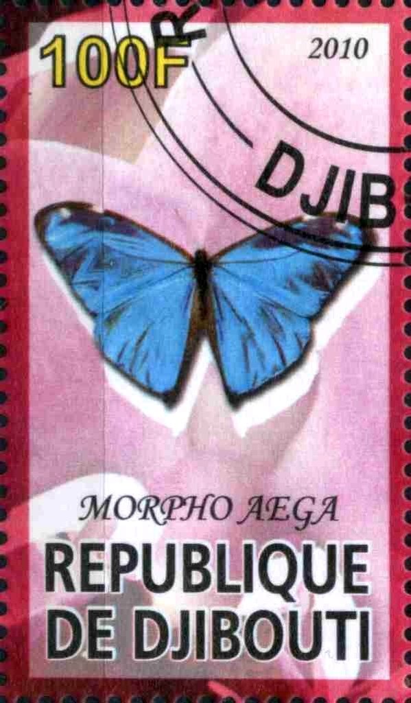 Morpho Aega