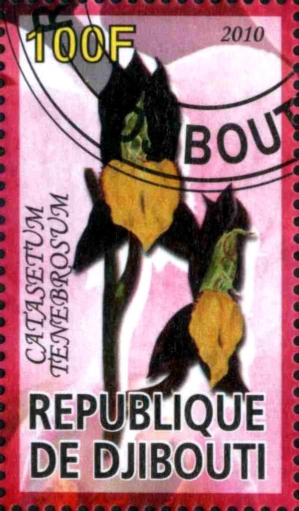 Catasetum Tenebrosum