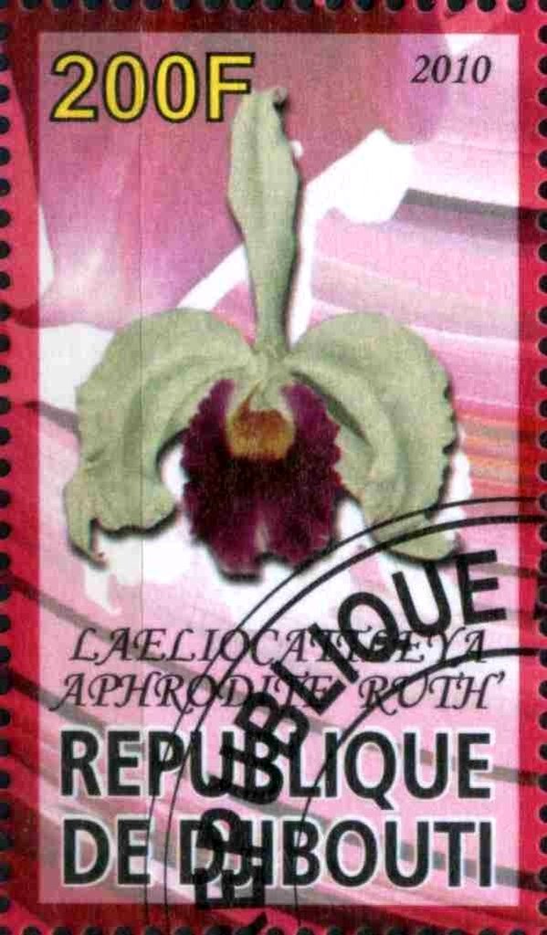 Laeliocattleya Aphrodite Ruth
