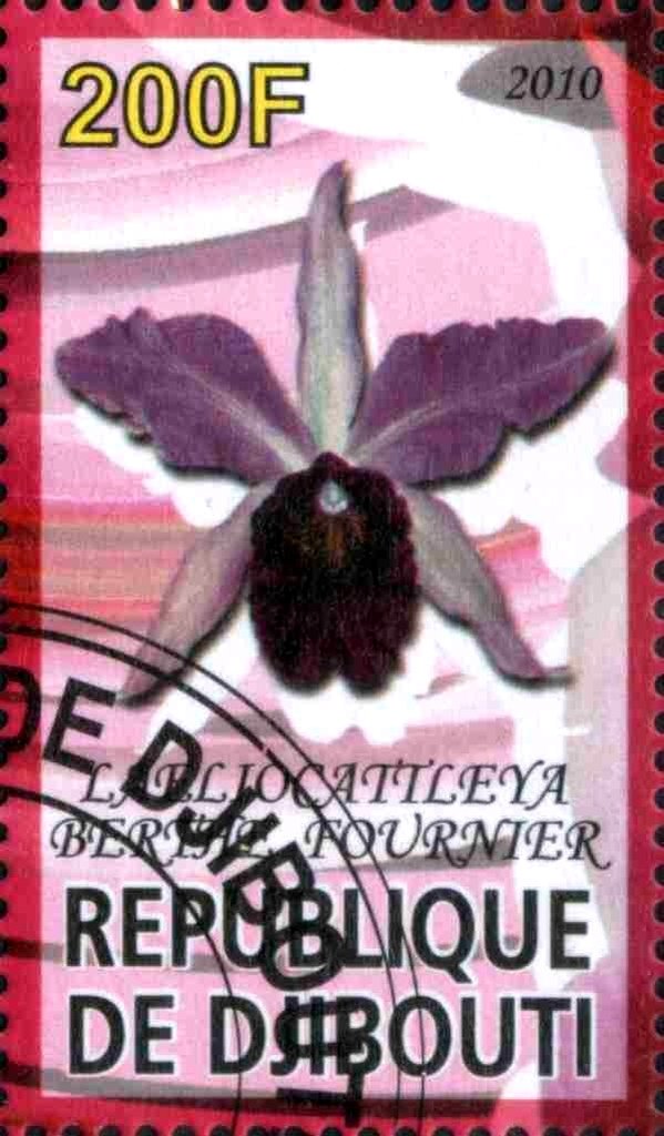 Laeliocattleya Bertha Fournier