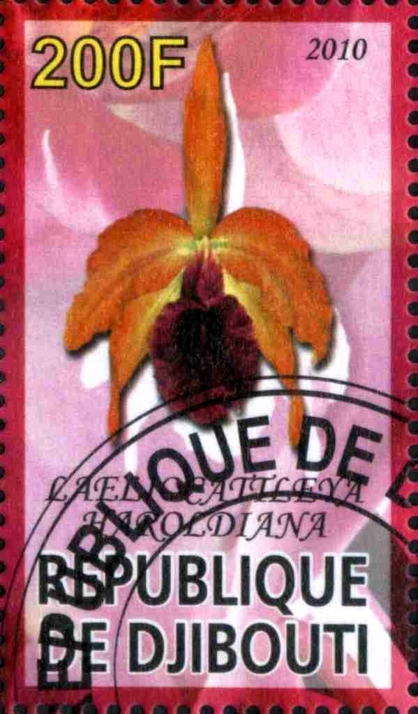 Laeliocattleya Haroldiana