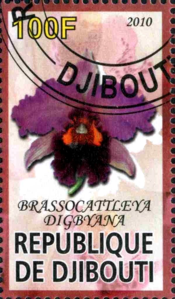 Brassocattleya Digbyana