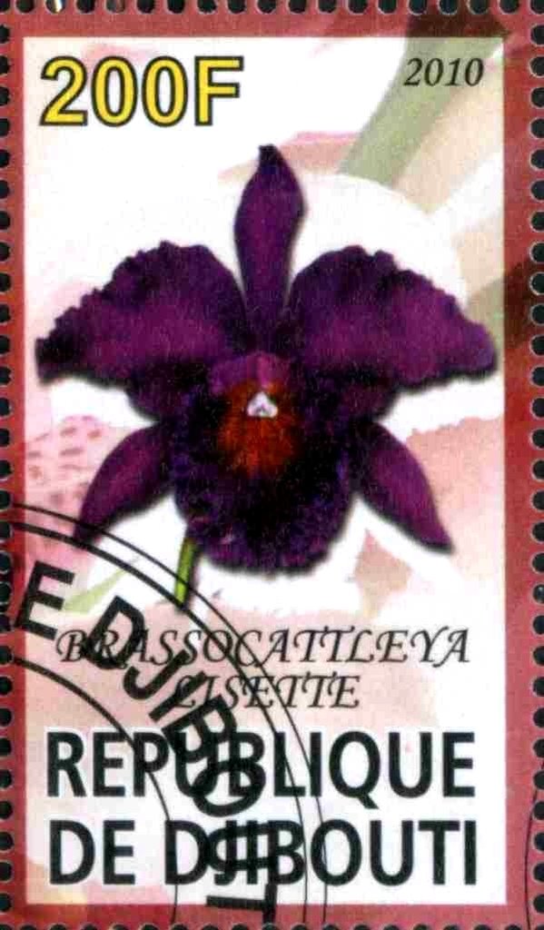 Brassocattleya Lisette