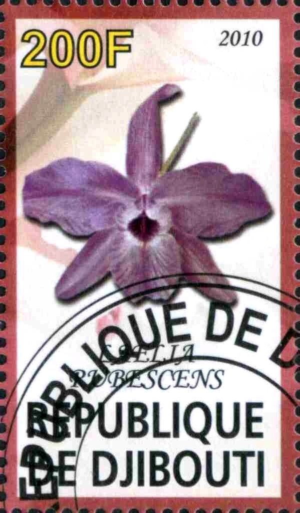 Laelia Pubescens