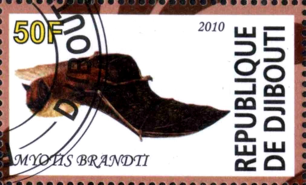 Myotis Brandti