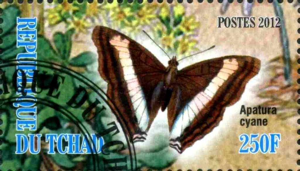 Apatura cyane