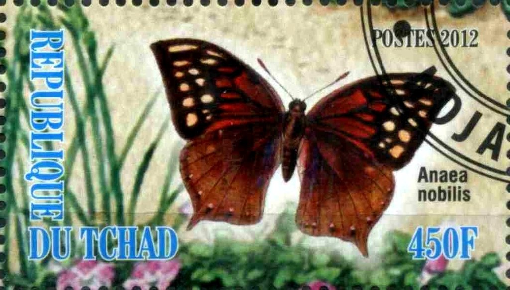 Anaea nobilis