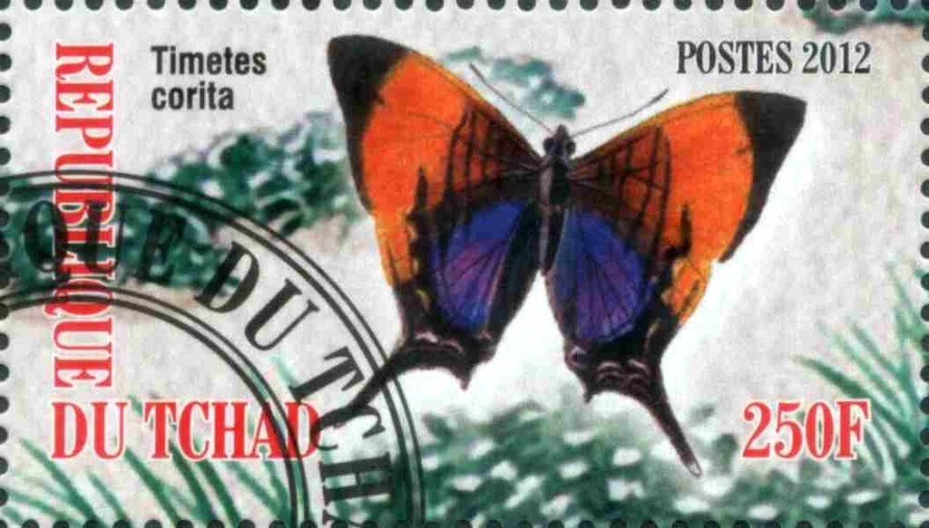 Timetes corita
