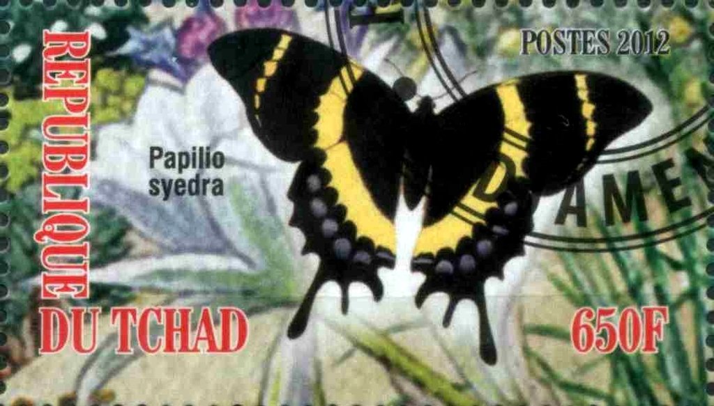 Papilio syedra