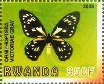 Ornithoptera vixtoriae gray