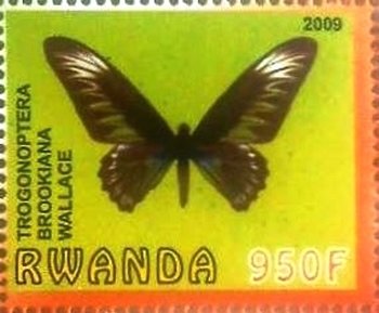 Trogonoptera brookiana wallace