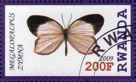 Megalopalpus zymna