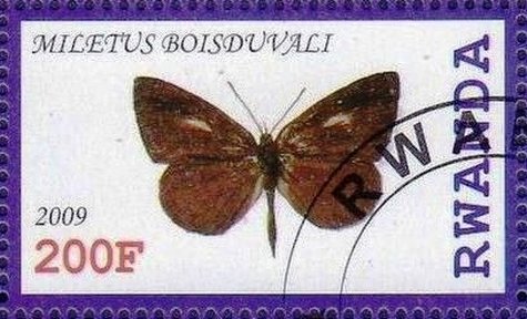 Miletus boisduvali