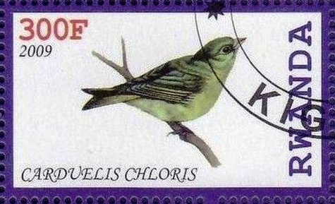 Carduelis chloris