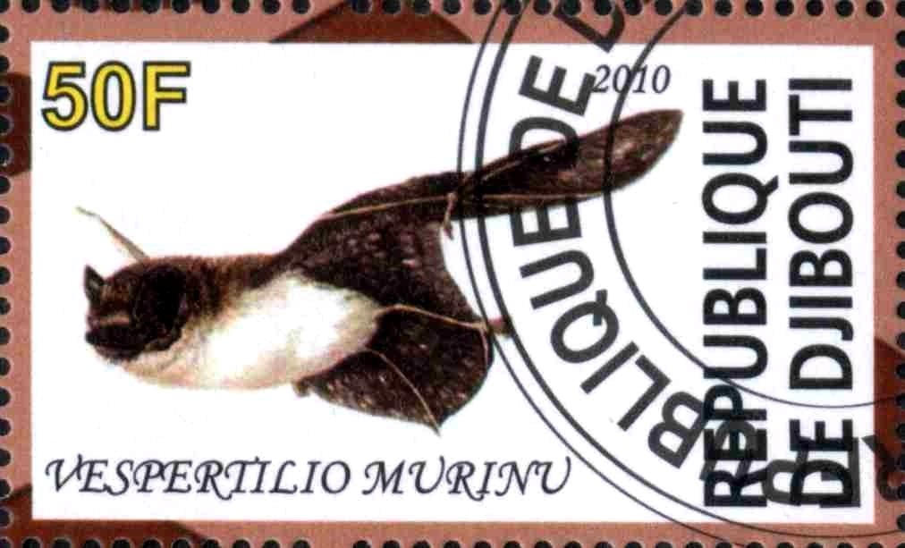 Vespertilio Murinu