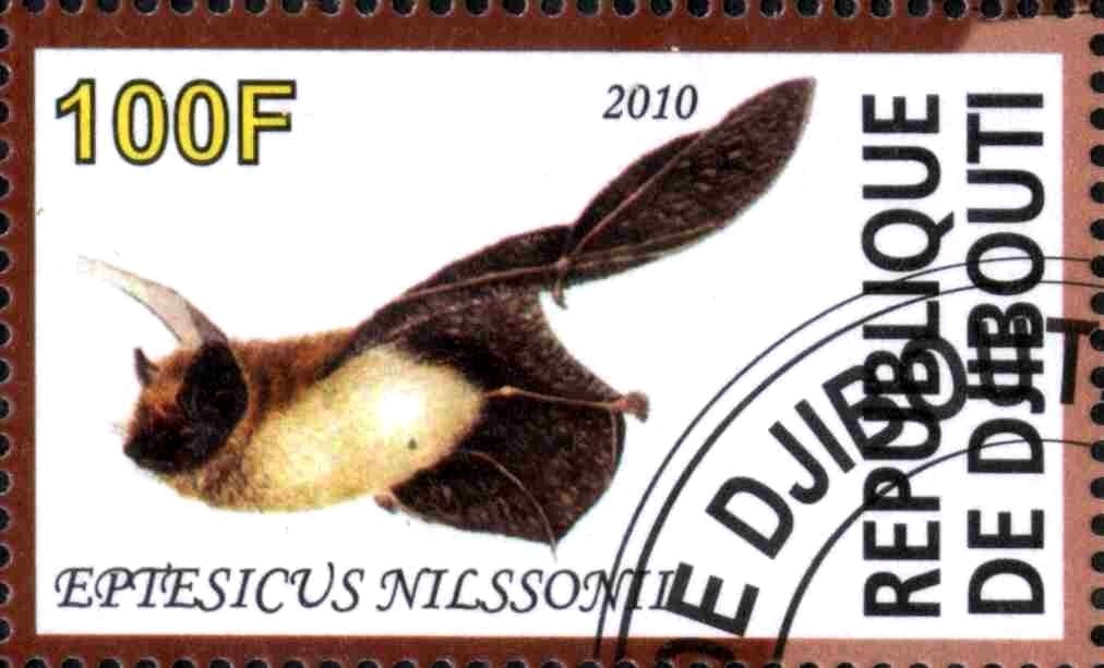 Eptesicus Nilssonii