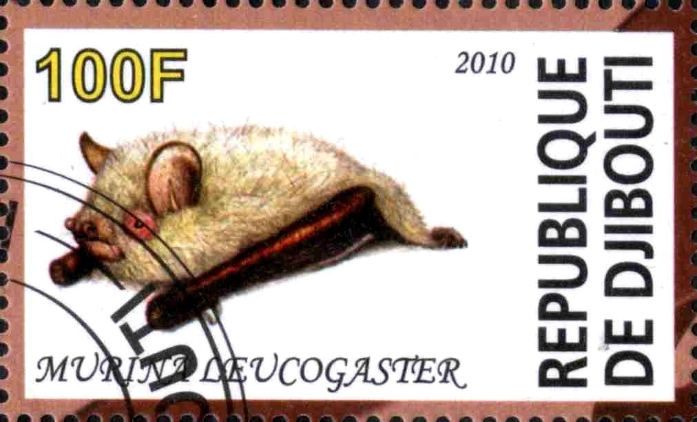 Murina Leucogaster