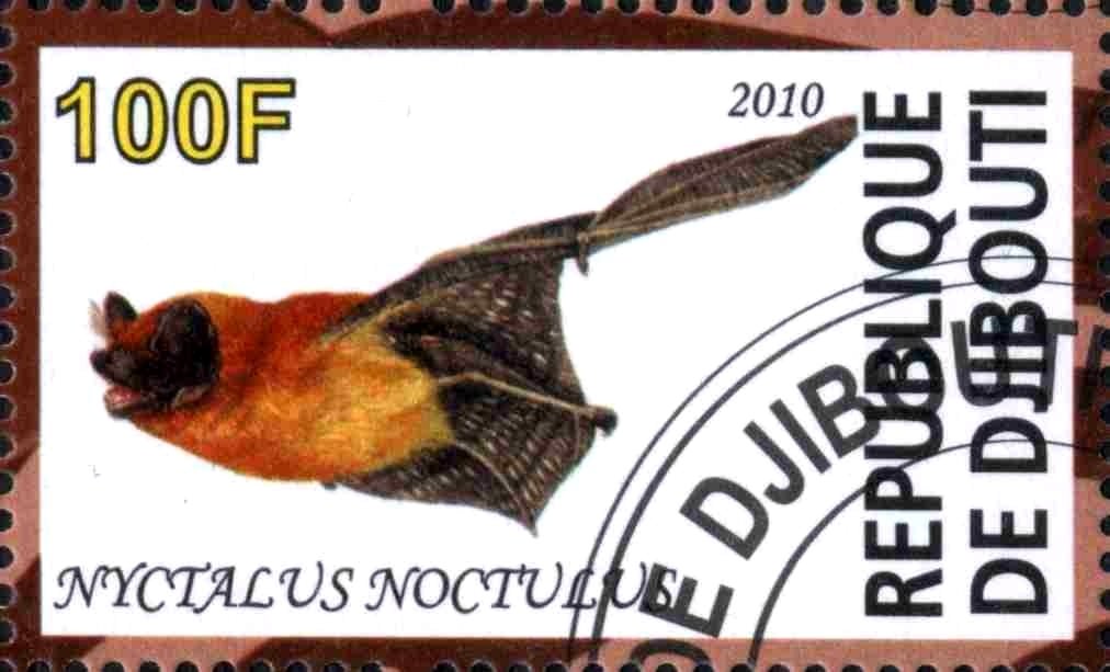 Nyctalus Noctulus