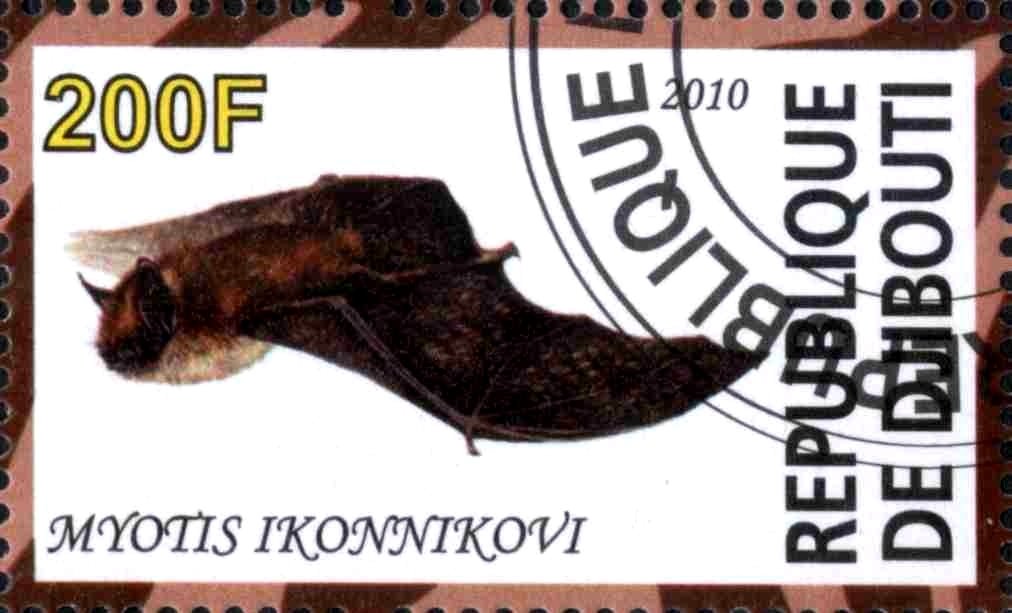 Myotis Ikonnikovi