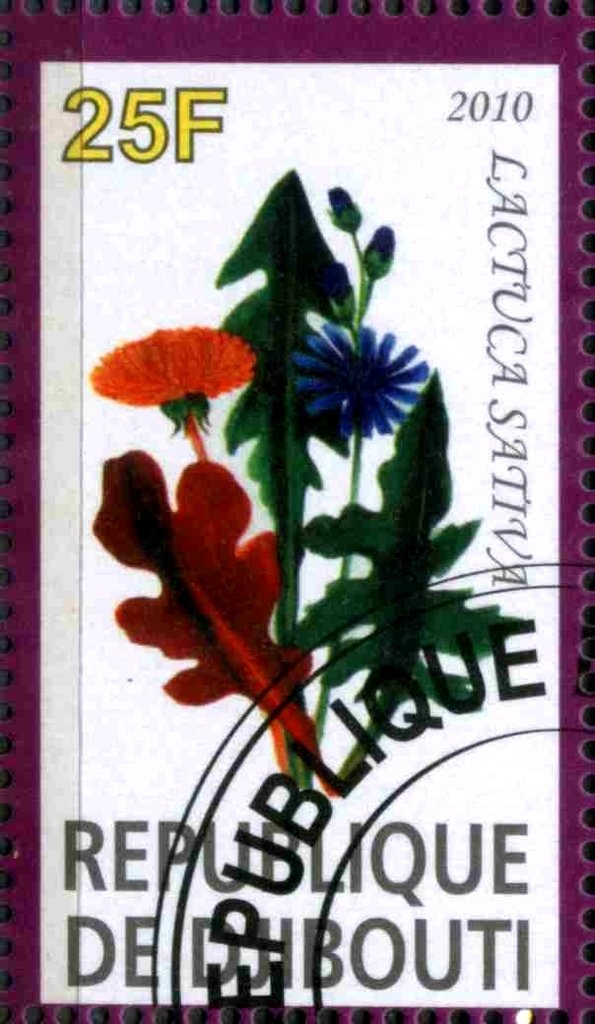 Lactuca Sativa