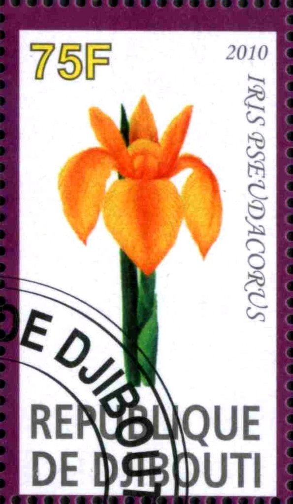 Iris Pseudacorus