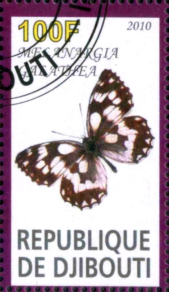 Melanargia Galathea