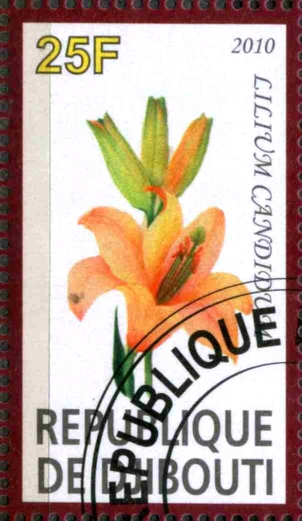 Lilium Candidum