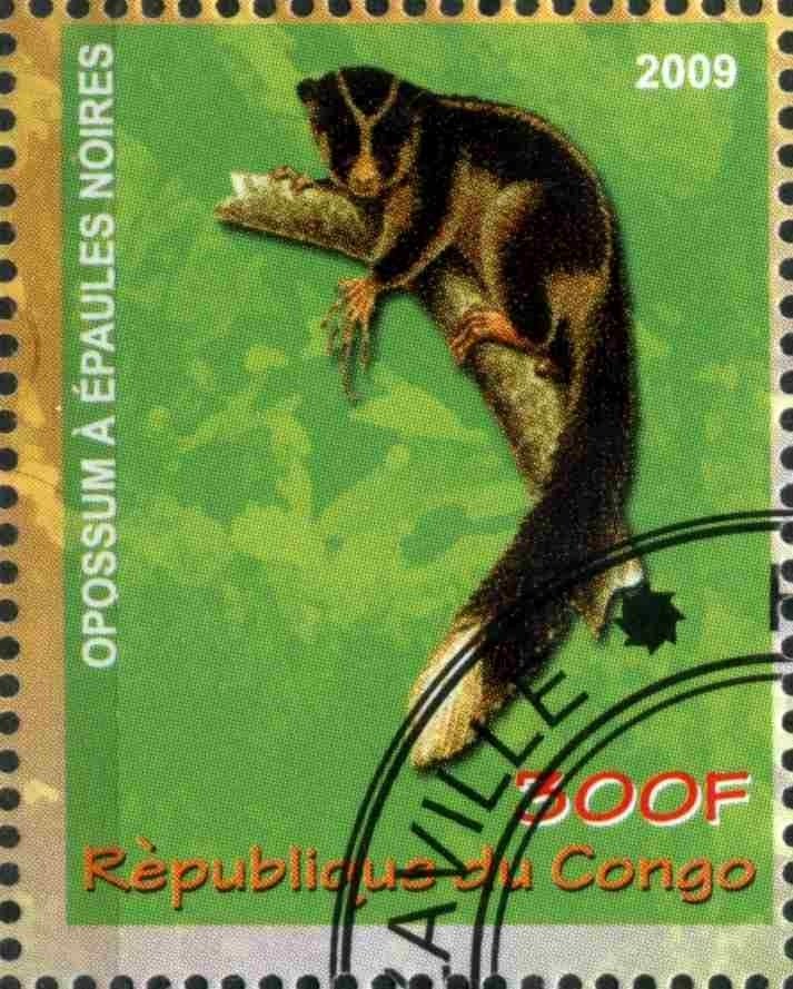 Opossum a epaules noires