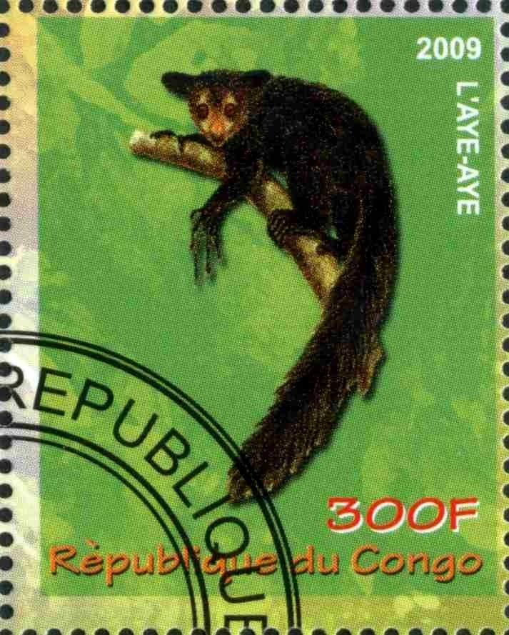 L'aye-aye