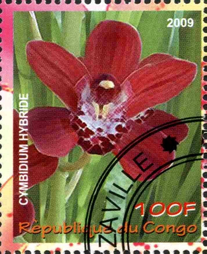 Cymbidium hybride