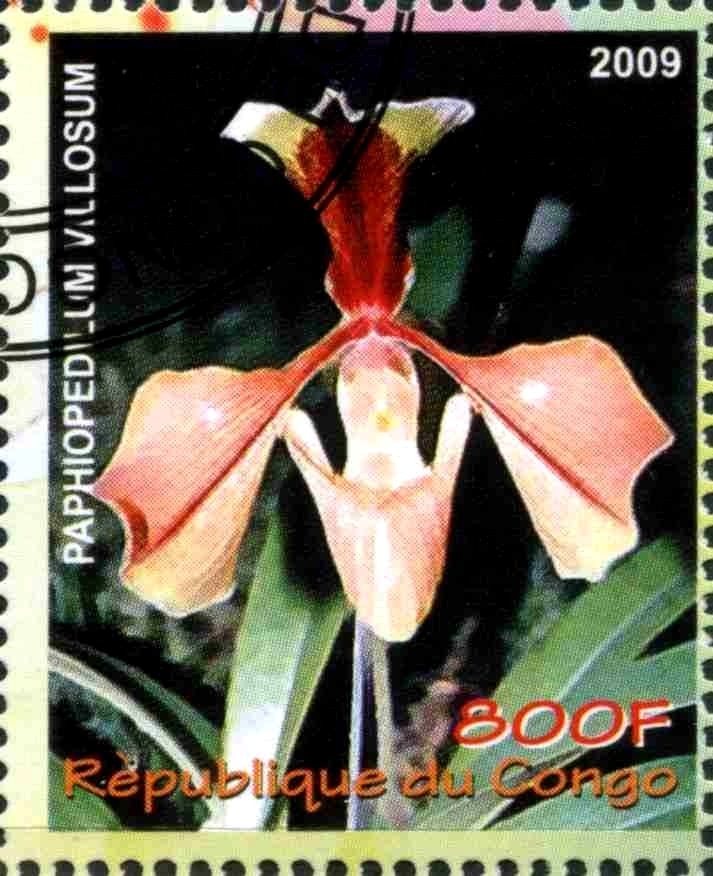 Paphiopedilum villosum