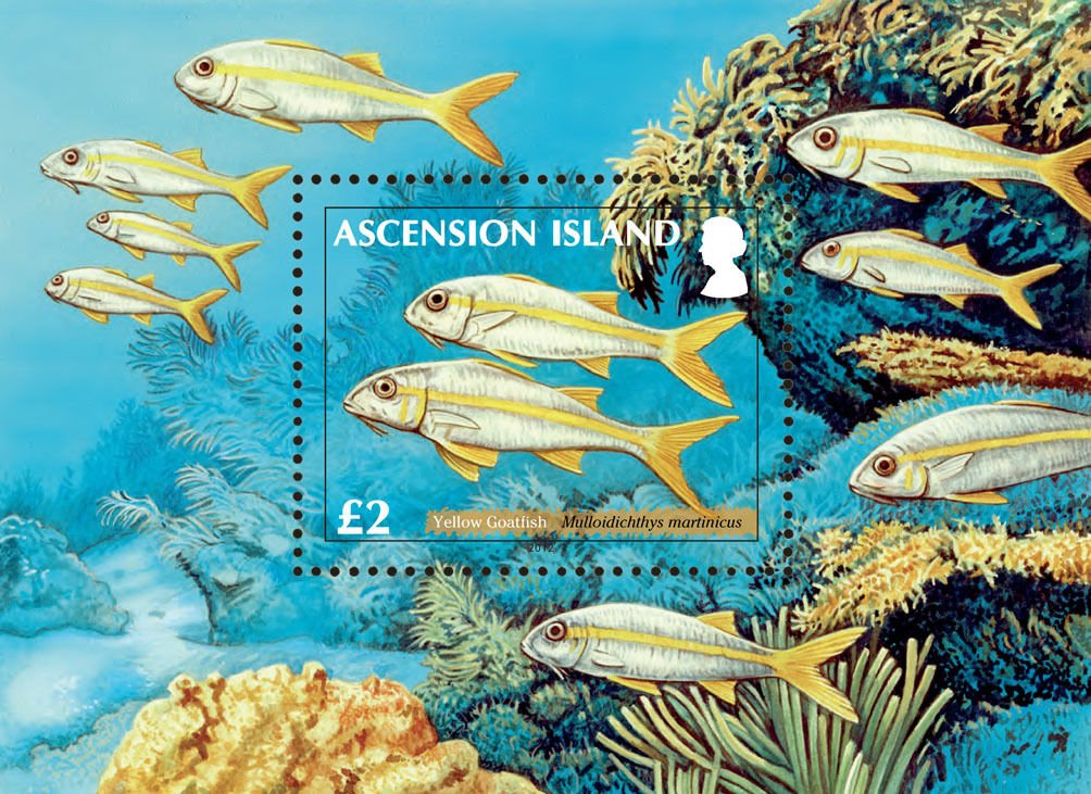 Yellow Goatfish (Mulloidichthys martinicus)