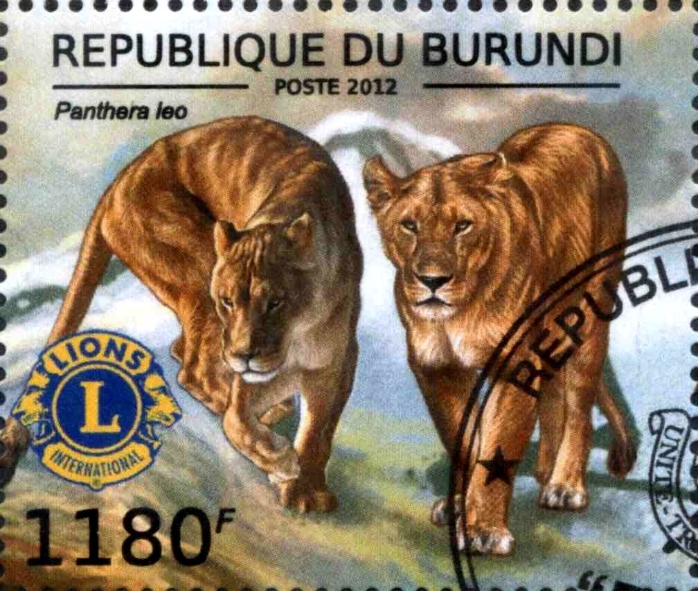 Panthera Leo