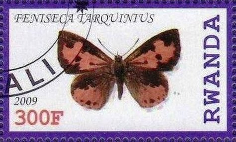 Feniseca tarquinius