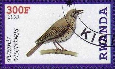 Turdus viscivoris
