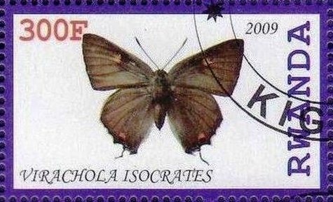 Virachola isocrates