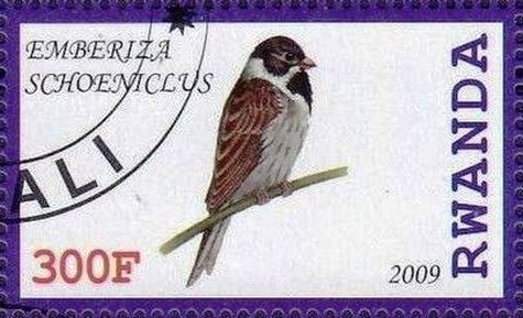 Emberiza schoeniclus