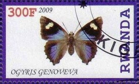 Ogyris genoveva