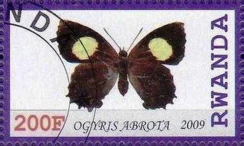 Ogyris abrota