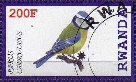Parus caeruleus
