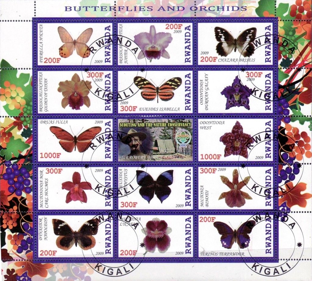 Butterflies and orchids