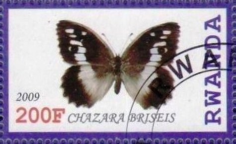 Chazara briseis