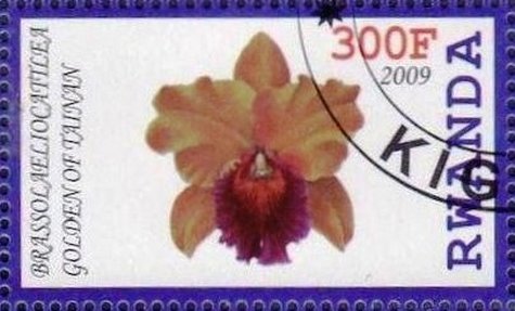 Brassolaeliocatilea golden of Tainan